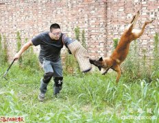 <b>狗狗扑咬的训练方法</b>