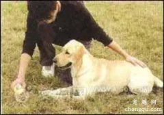 <b>如何训练狗狗匍匐前进？</b>