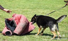 德国牧羊犬训练注意事项