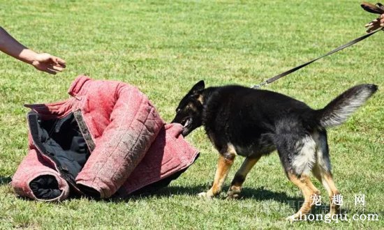 德国牧羊犬训练注意事项