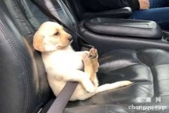 <b>如何训练狗狗不晕车？</b>