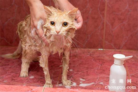 刚出生的小猫可以洗澡吗
