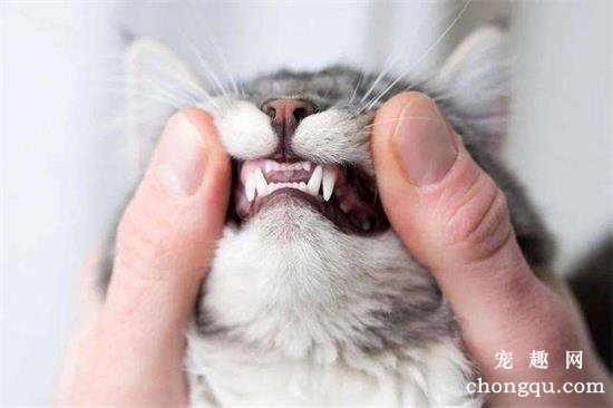 猫换牙的时间是从几个月开始
