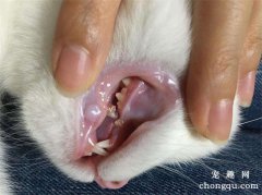 <b>小猫几个月换牙？</b>