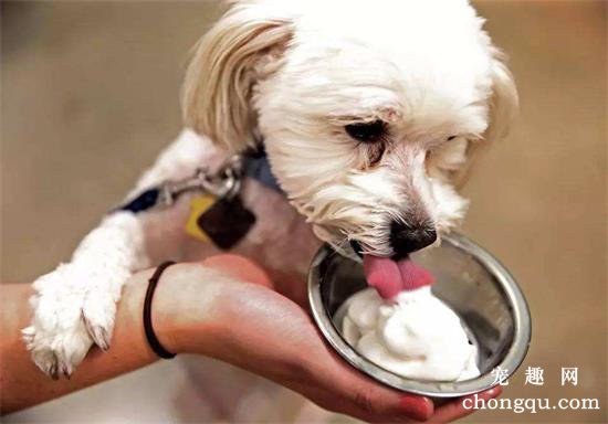 狗狗可以吃雪糕或冰淇淋吗?