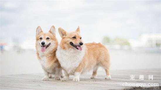 柯基算小型犬还是中大型犬