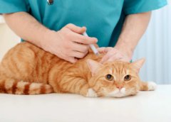 <b>猫咪打完疫苗多久可以绝育？</b>