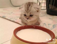 <b>小猫多少天可以自己吃东西</b>