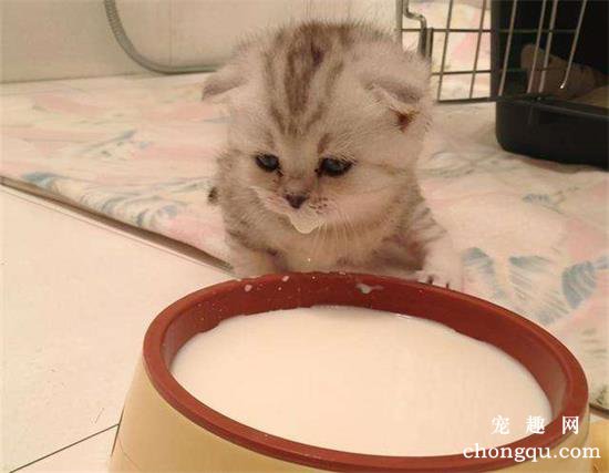 小猫多少天可以自己吃东西