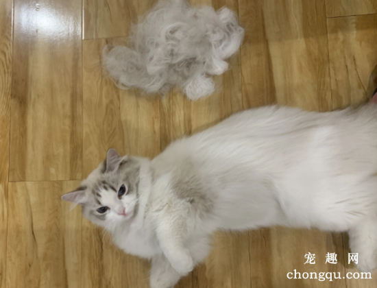 猫咪一般几月份掉毛最严重