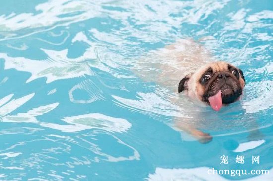 如何帮助狗狗克服怕水心理