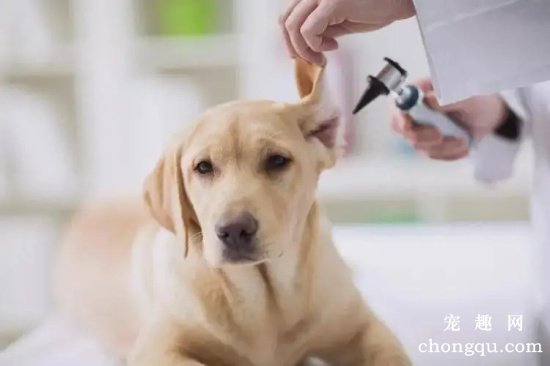 如何治疗狗狗外耳炎？
