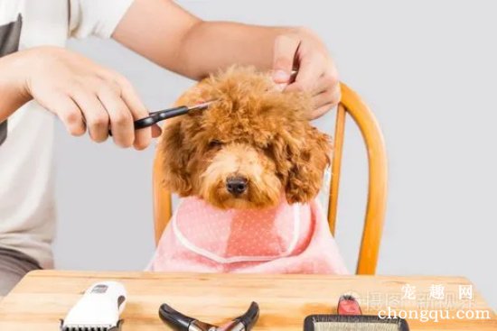 贵宾犬毛发修剪方法