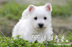 <b>两招做好爱犬的美容</b>