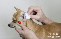 <b>快速清理狗狗耳朵方法</b>