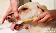 狗狗牙齿的清洁护理