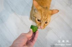 <b>猫能吃黄瓜吗？</b>