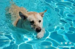 <b>训练狗狗游泳的三个要点</b>