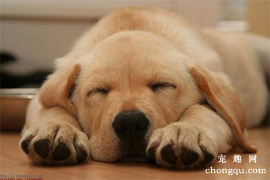 狗狗每天是怎样睡眠的？