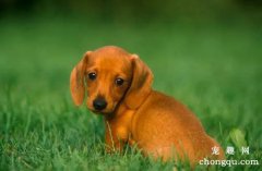 <b>腊肠犬修毛方法</b>