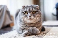<b>矮脚猫寿命一般多少年？</b>