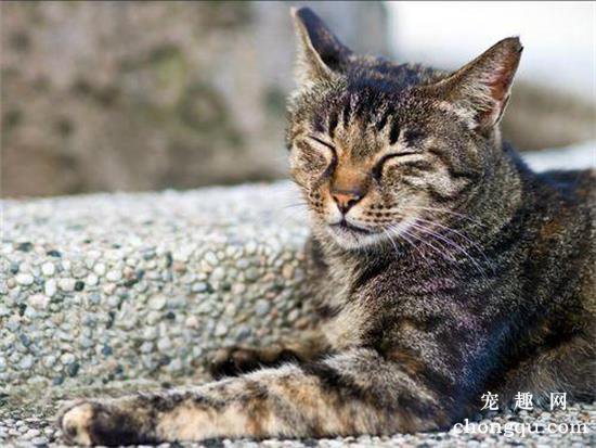 矮脚猫寿命一般多少年？