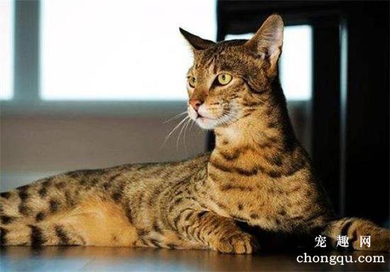 阿瑟拉猫在中国可以养吗？