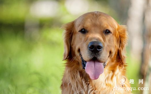 金毛犬咳嗽的原因