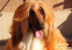 <b>阿富汗猎犬毛发的日常护理</b>