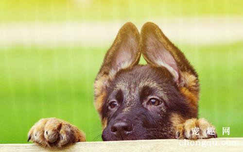 狗狗急性呕吐的症状有哪些？