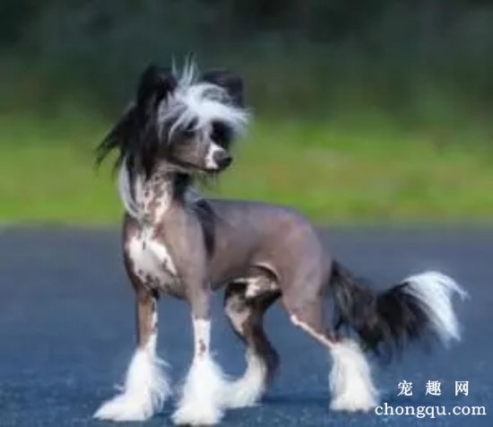 中国冠毛犬的训练要点
