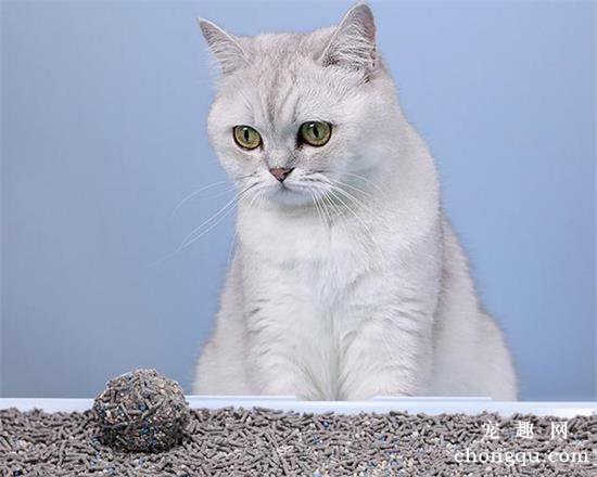 猫砂多久换一次比较好？