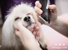 <b>自己在家怎样为爱犬修剪毛发？</b>