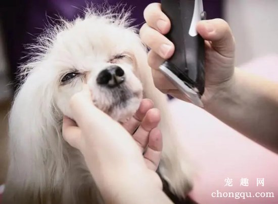 自己在家怎样为爱犬修剪毛发？