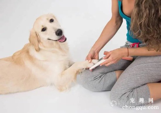 自己在家怎样为爱犬修剪毛发？