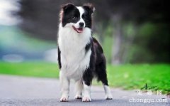 <b>边境牧羊犬牙齿护理</b>