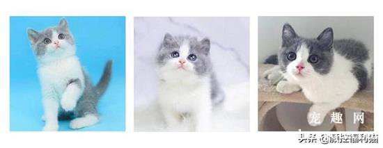 蓝白猫是什么品种的猫？