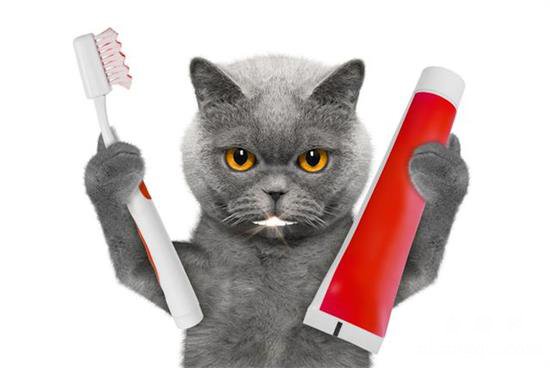 猫咪口臭是什么原因?