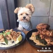 <b>狗狗能吃猫罐头吗？</b>