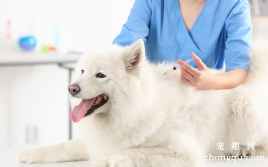 幼犬什么时候打狂犬疫苗?