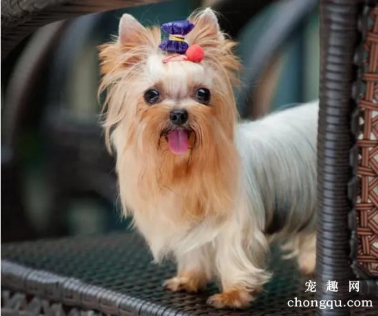 长毛犬的美容护理知识