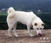 狗狗得皮肤病后不能吃哪些食物