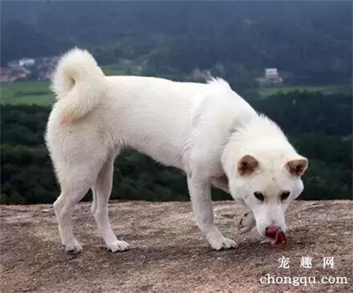 狗狗得皮肤病后不能吃哪些食物