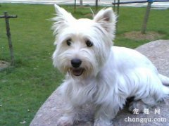 <b>狗狗得耳螨怎么处理</b>