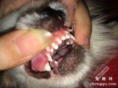 <b>6个月狗狗双排牙怎么办？</b>
