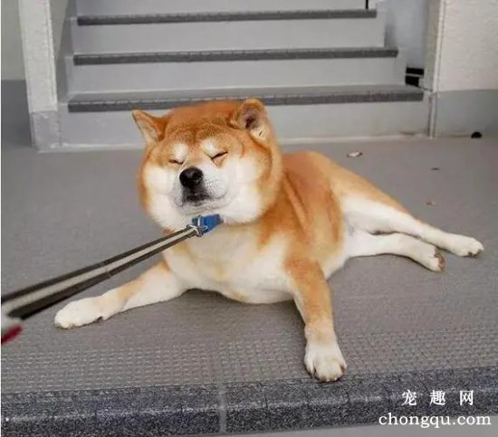 柴犬为什么越打越不听话?