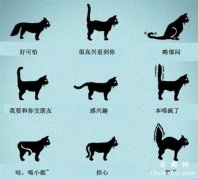 <b>猫咪尾巴的状态分别表达什么意思？</b>