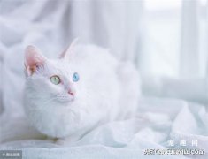 <b>异色瞳猫有什么缺陷吗?</b>