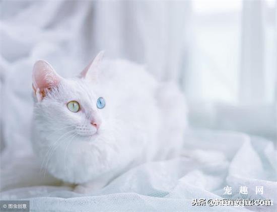 异色瞳猫有什么缺陷吗?