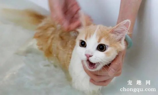 猫洗澡后不吹干的危害有哪些？